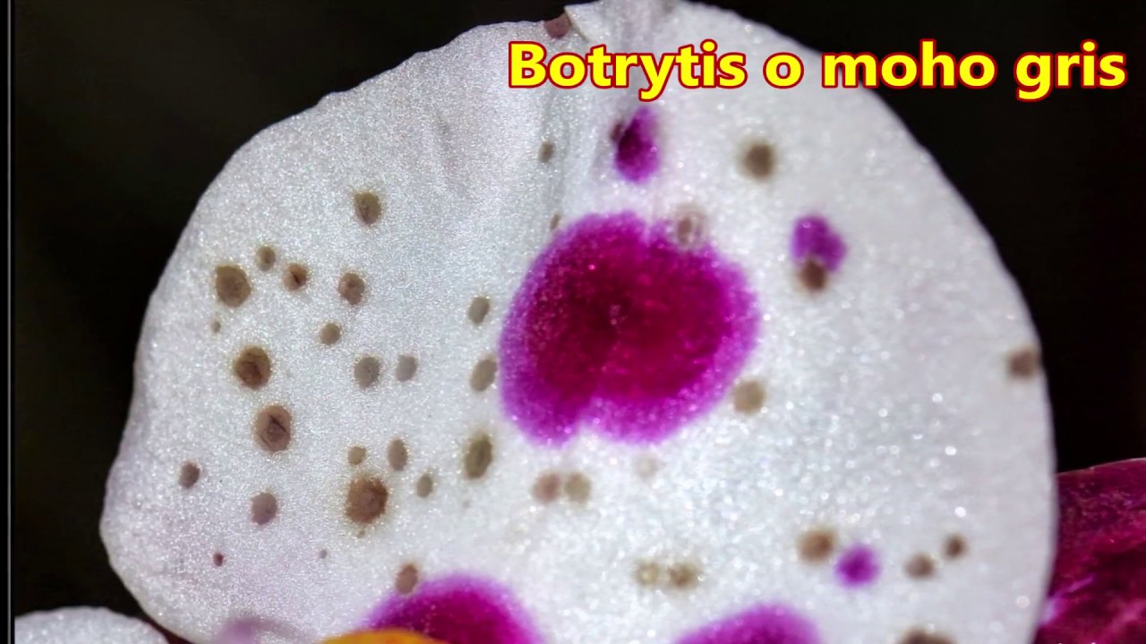 Hongos y bacterias más comunes en las orquídeas
