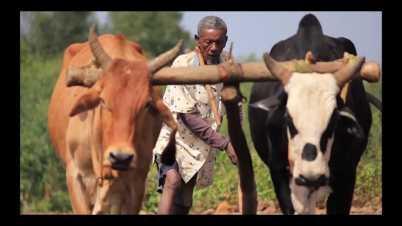 EBL-Nexus Project: Rainfed Agriculture in the Ethiopian Highlands