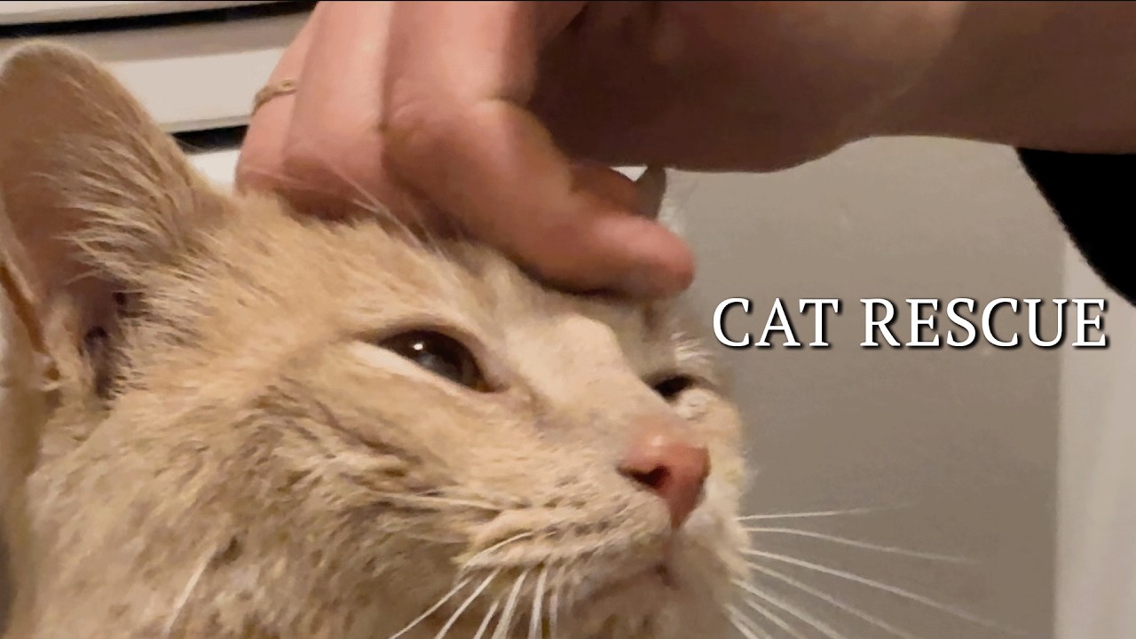 How to rescue and adopt a stray cat