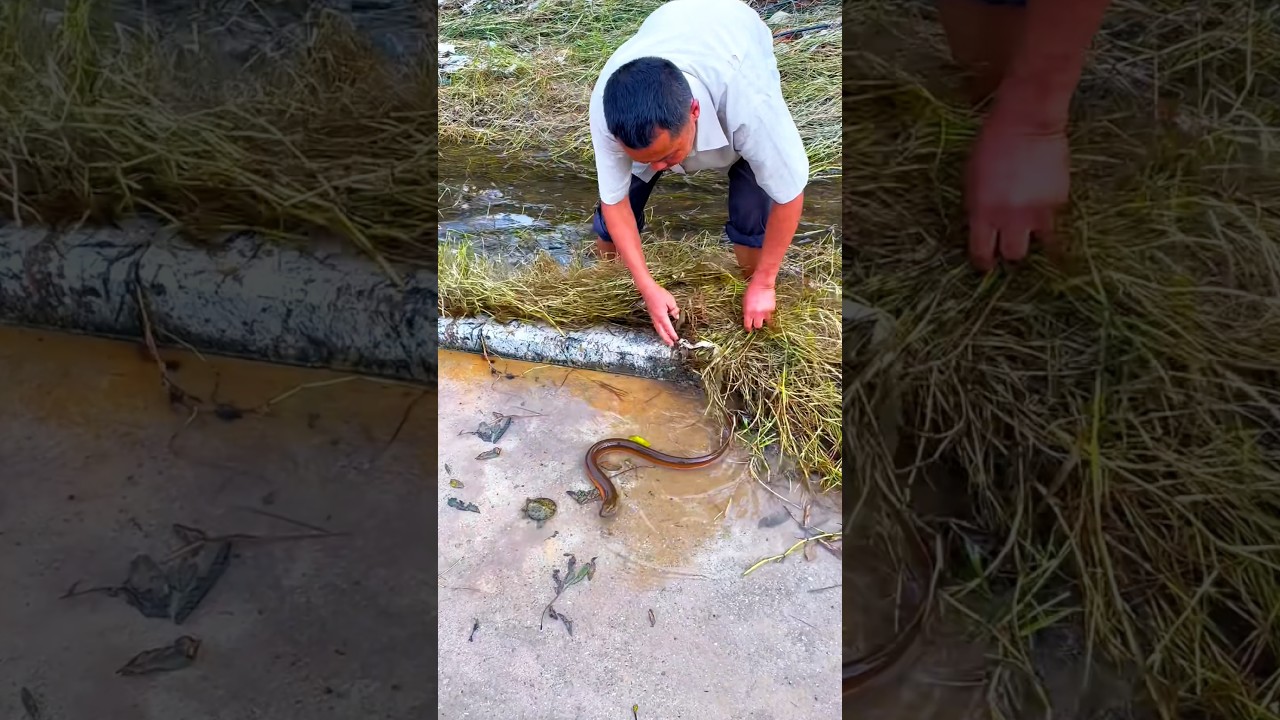 Amazing traditional fishing! Catching fish by hand in shallow water 🎣🔥