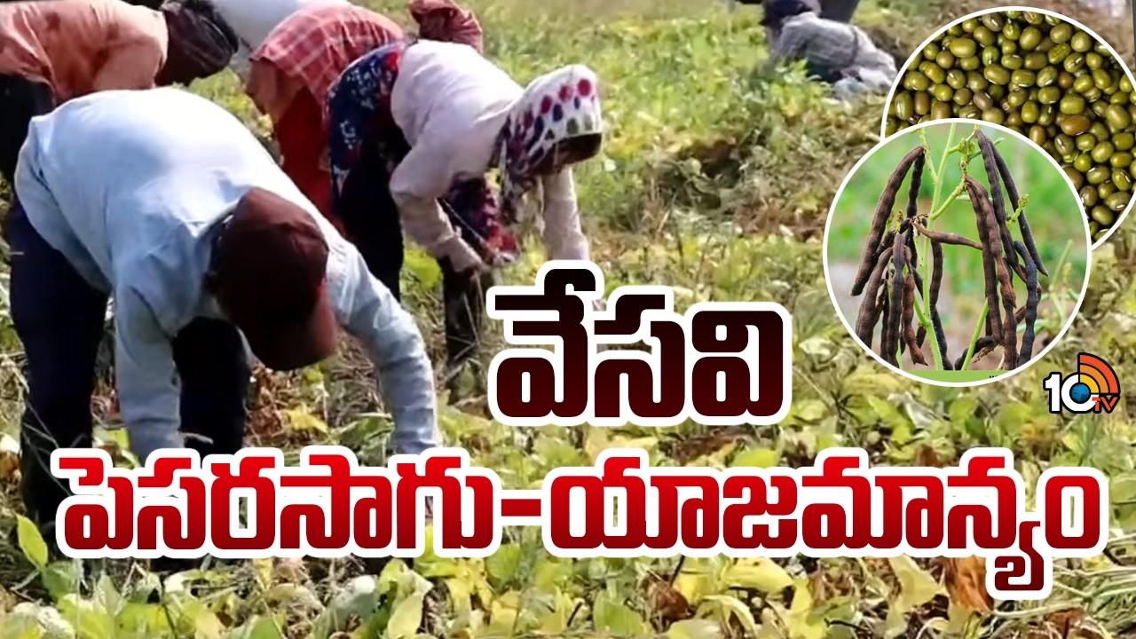 Summer Green Gram Cultivation: Management Tips | వేసవి పెసరసాగు-యాజమాన్యం | Matti Manishi | 10TV