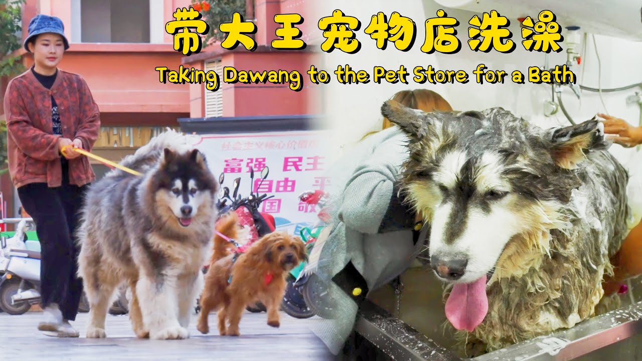 带大王和来福去宠物店洗澡啦！【阿盆姐家的大王】