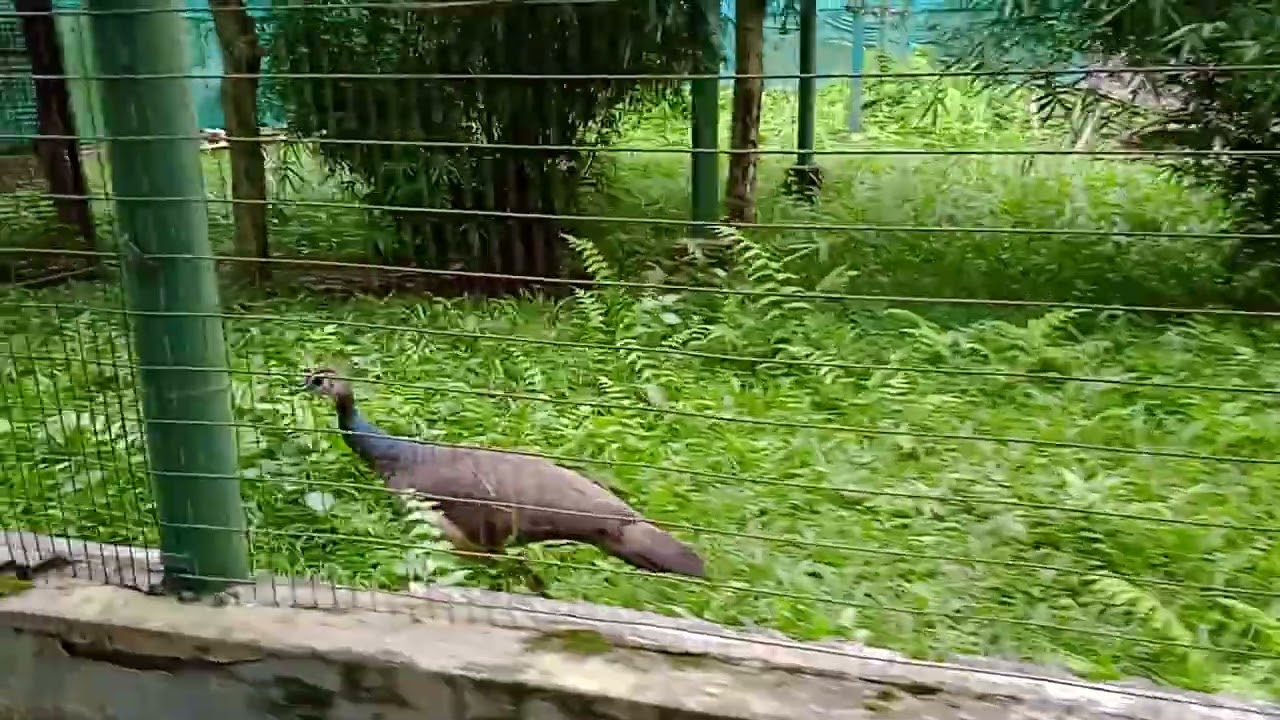 Rasikbeel Mini Zoo#Near Coochbehar..#Nice Place..(3)