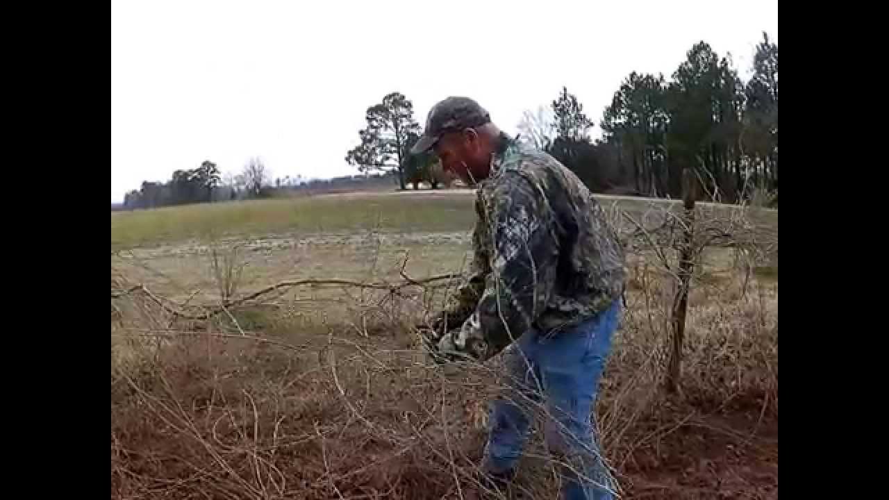 Pruning Muscadines