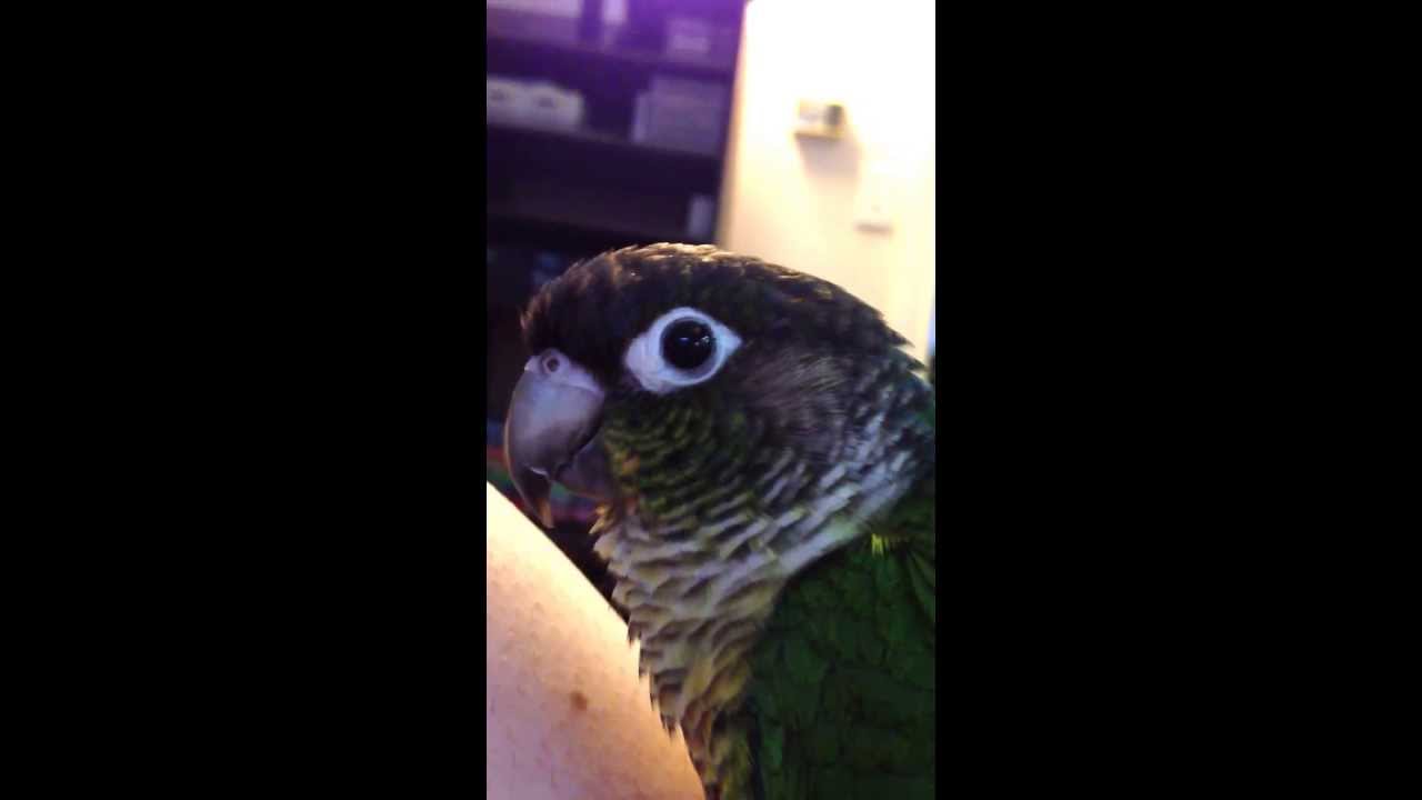 Green cheek conure talking