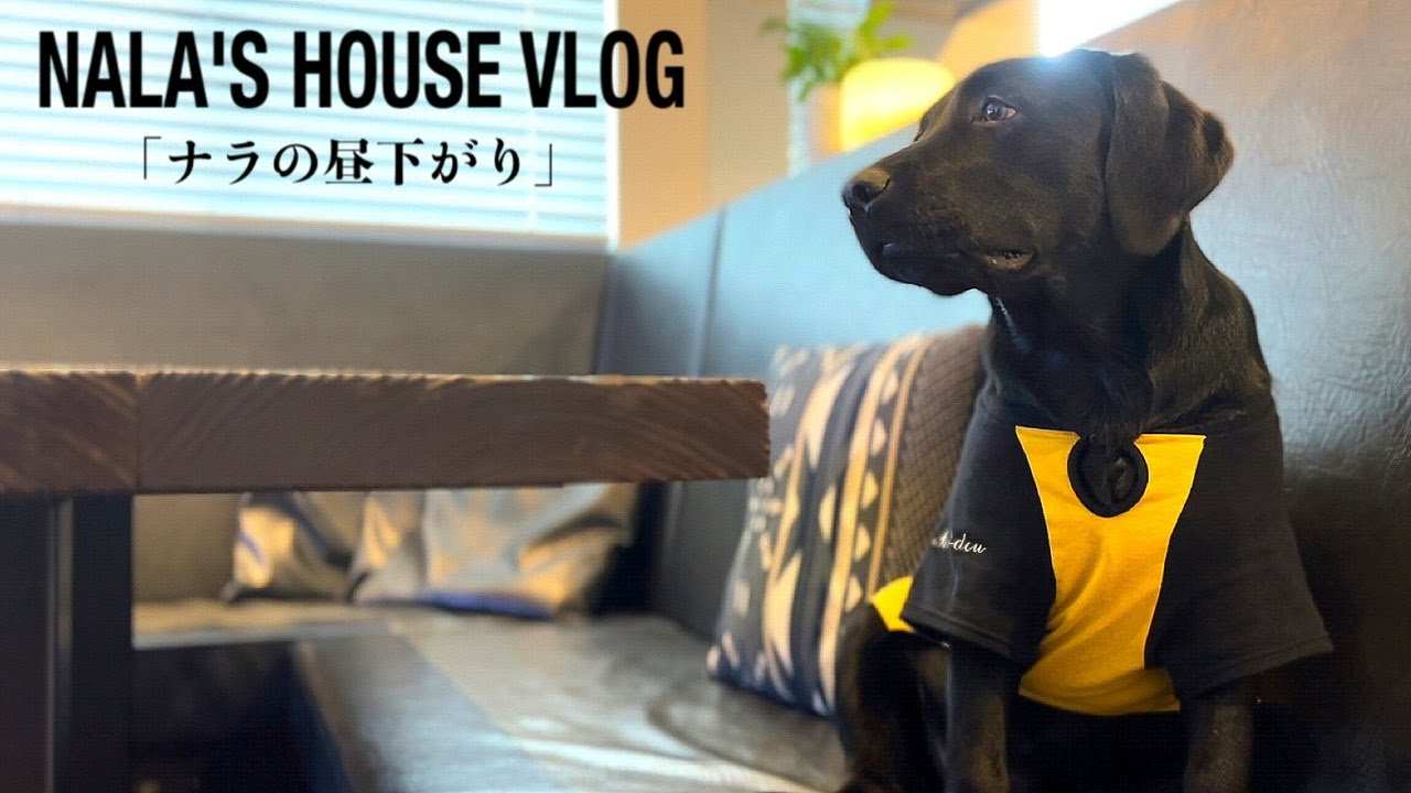 【犬 VLOG】黒ラブ・ナラと過ごす昼下がり。ゆるい日常のブイログ［ラブラドールレトリバー］