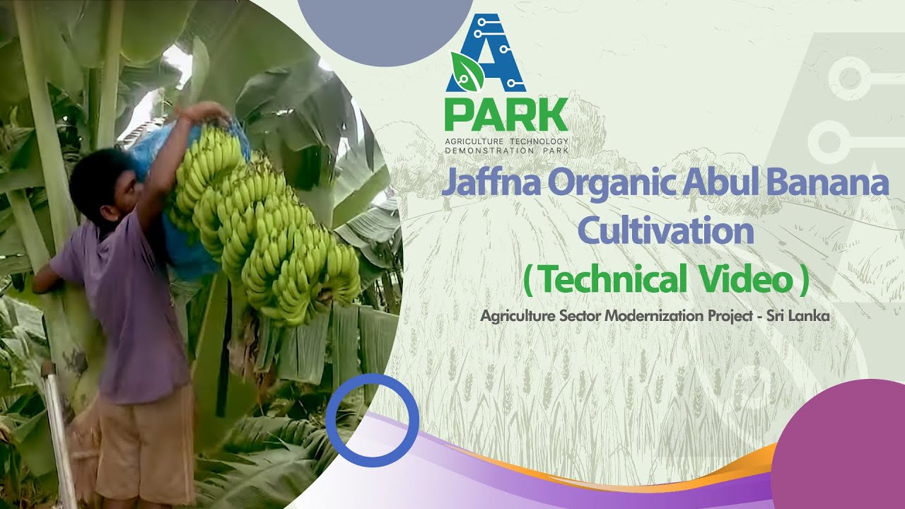Jaffna Organic Abul Banana Cultivation -  Technical Video