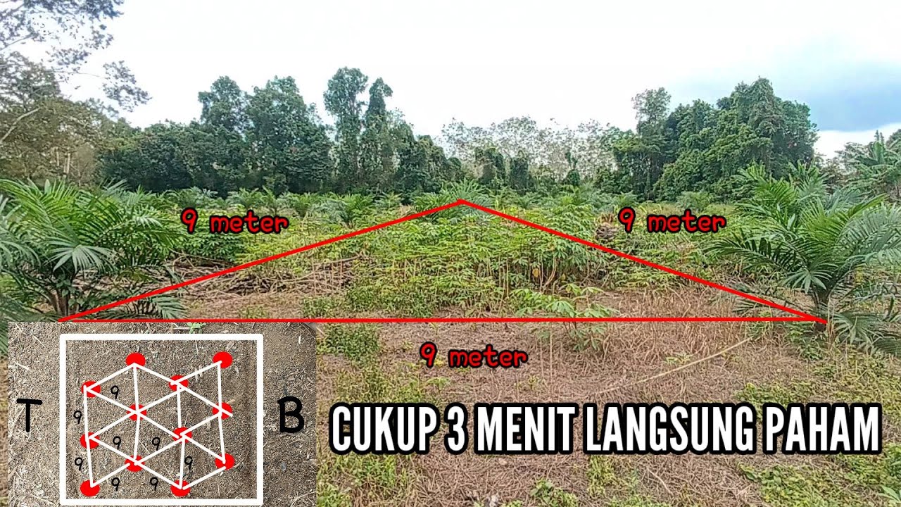 CARA MUDAH PANCANG SAWIT MATA 5 | 3 MENIT PAHAM DAN ANTI GAGAL
