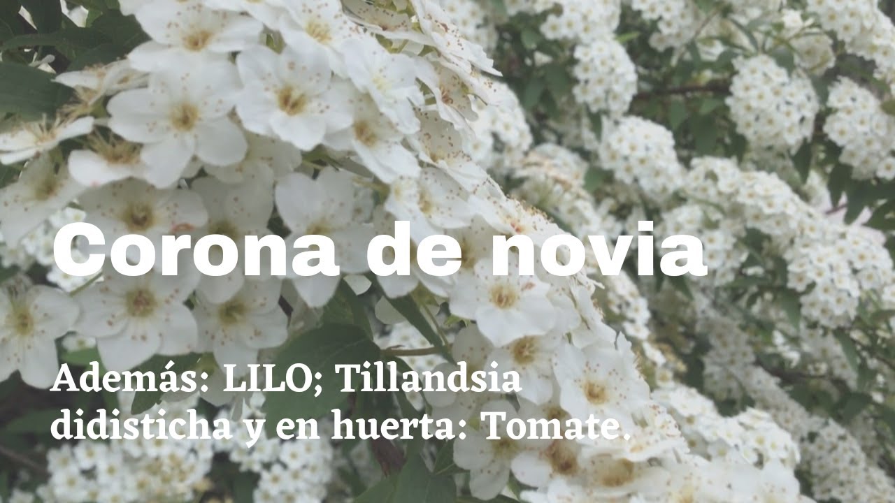 CORONA DE NOVIA (y otras spiraeas). LILO ó Lila. Tillandsia didisticha. Y en huerta: tomate!!