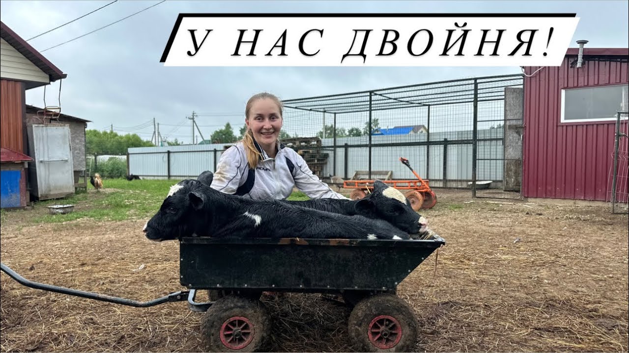 Отёл голштинской коровы! Первая двойня на Молодой ферме!