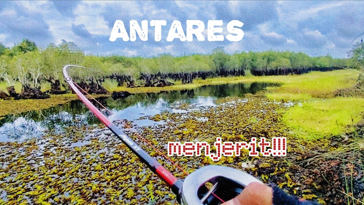Antares DC Menjerit Gegara Ikan Ini || Antares dc+Majestic xt || Casting Haruan & Kerandang