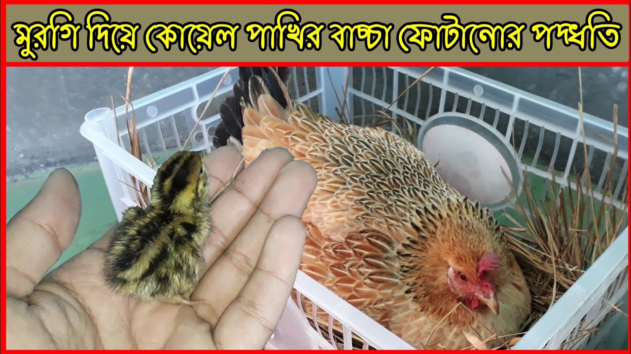 মুরগি দিয়ে কোয়েল পাখির বাচ্চা ফোটানো পদ্ধতি😃😁মুরগি দিয়ে কয়টি কোয়েল পাখির ডিম ফোটানো যায়।