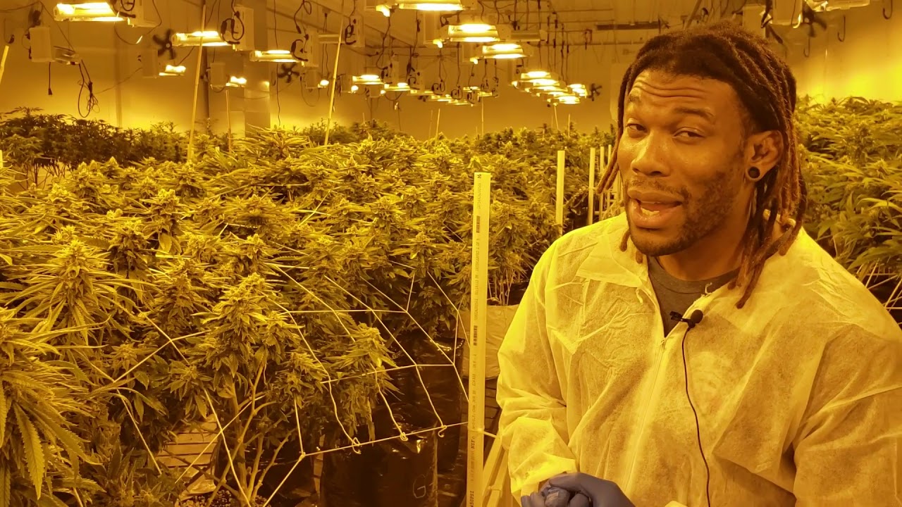 Need Wholesale Cannabis for Oklahoma Dispensary? Call Smokey Okies!