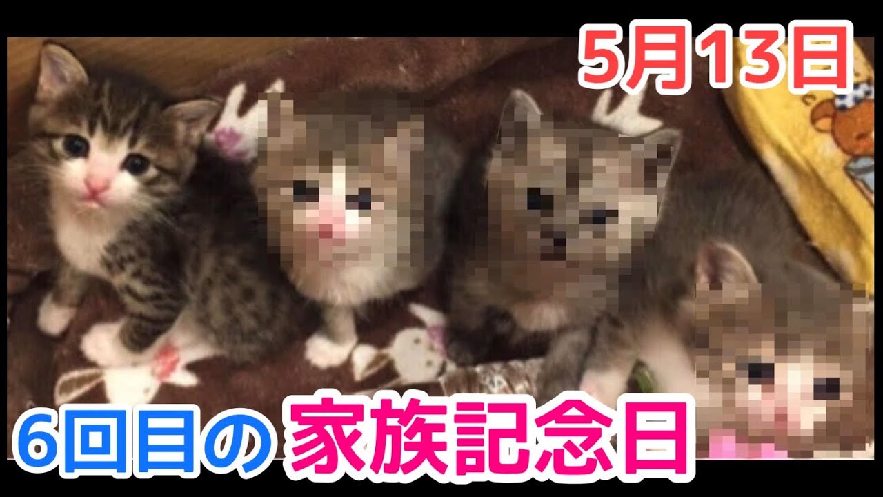 家族になって6年目!! 明日は愛猫すずめのうちの子記念日です!!【5月13日】vol.206