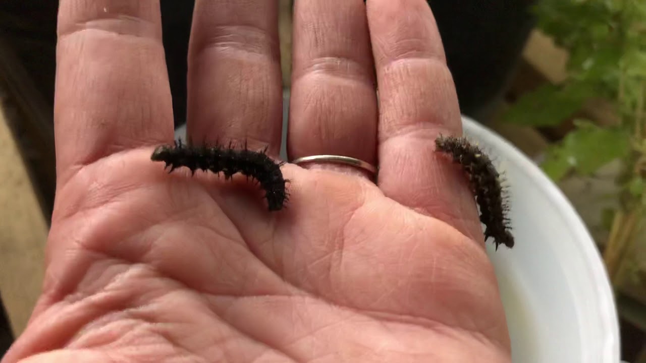 Rearing caterpillars to butterflies