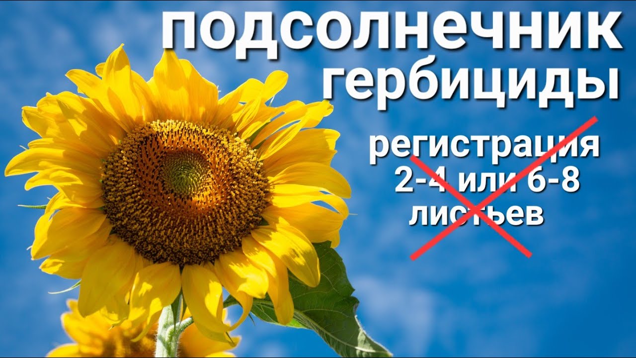 🌻ПОДСОЛНЕЧНИК: гербициды вне регламента