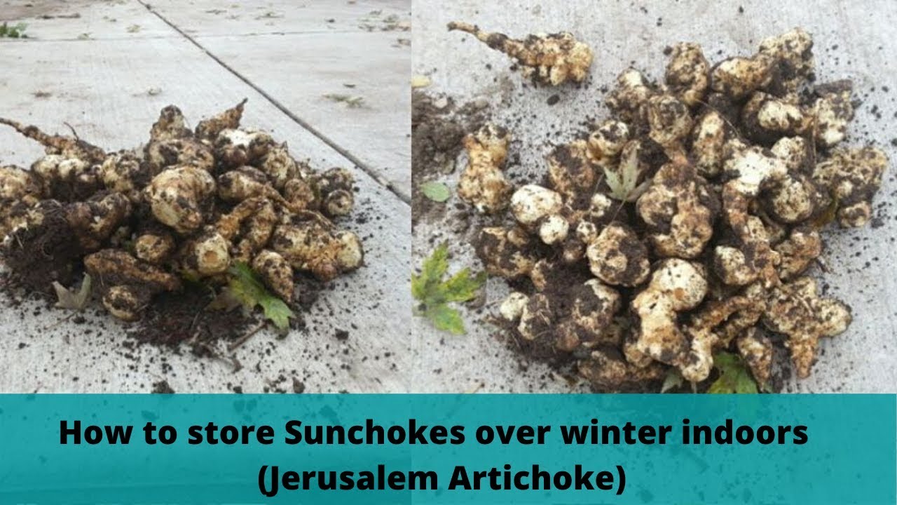 How to store Sunchokes over winter indoors (Jerusalem Artichoke)