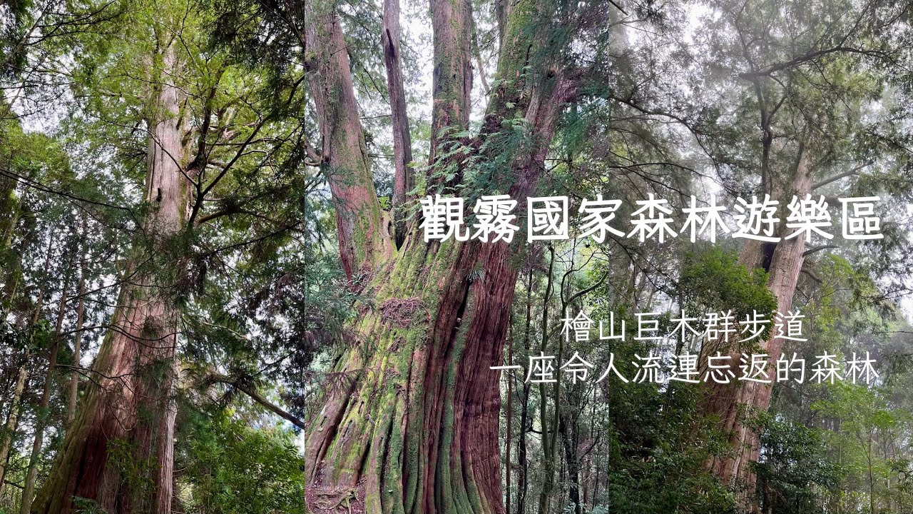 觀霧國家森林遊樂區EP1～檜山巨木群步道/輕鬆舒適的步道