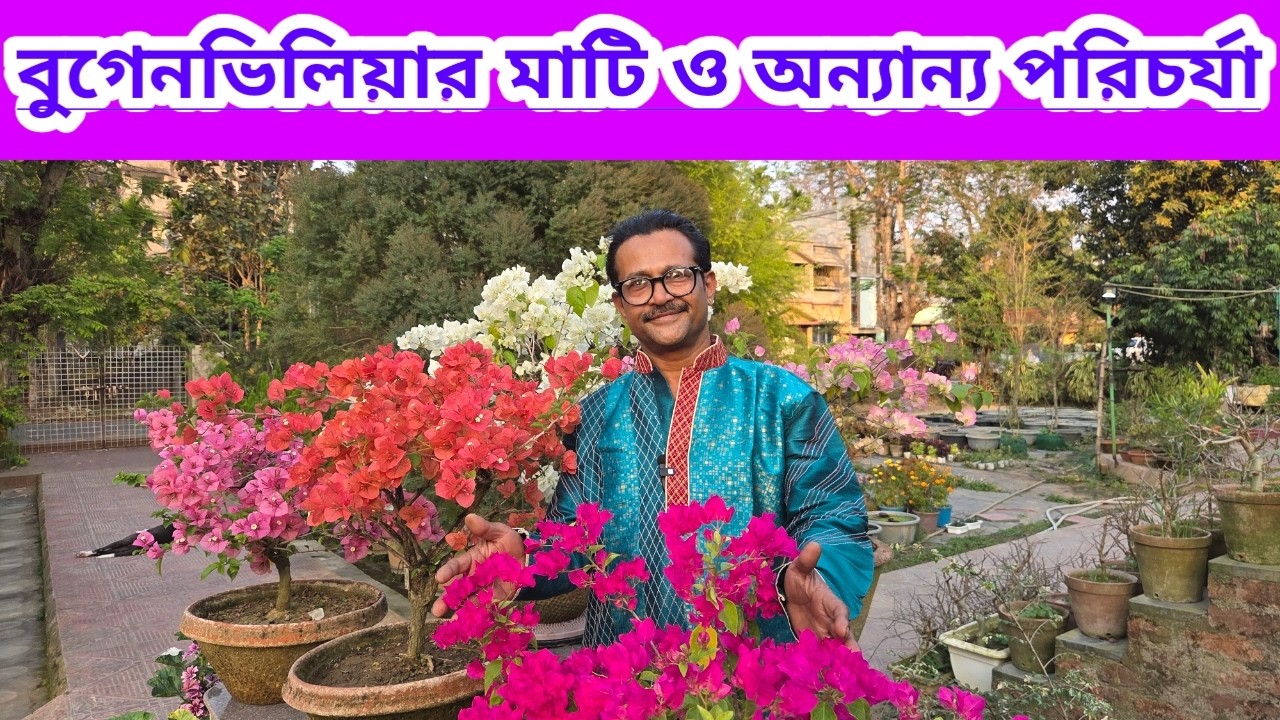 বুগেনভিলিয়ার মাটি সার ও অন্যান্য পরিচর্যা||Bougainvillea Soil Mix Fertilizers And Another Care||