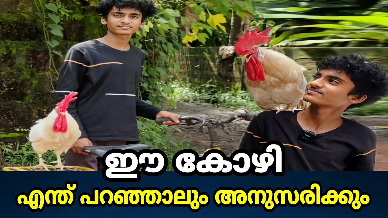 ഈ കോഴി എന്ത് പറഞ്ഞാലും അനുസരിക്കും