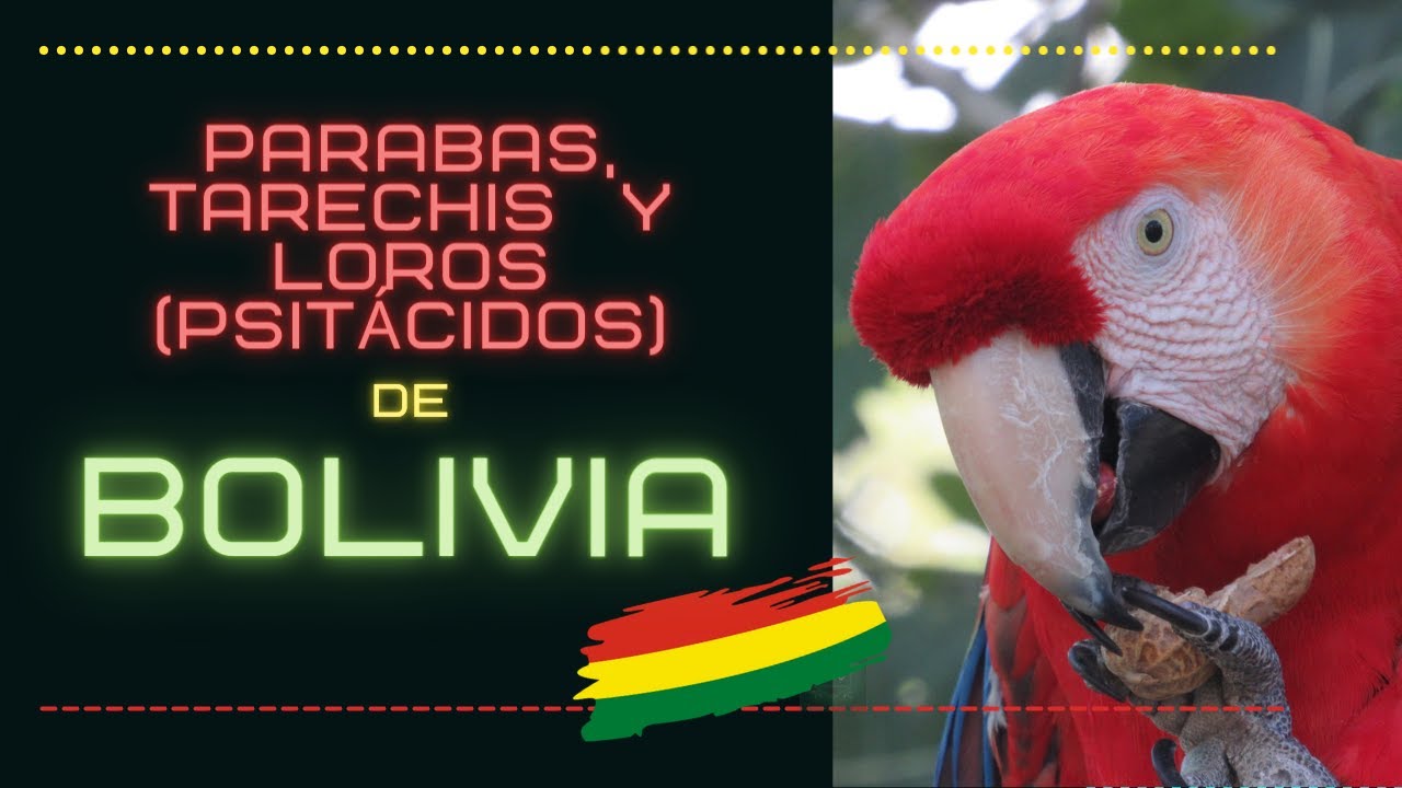 Parabas, Loros, Tarechis (Psitácidos) de Bolivia