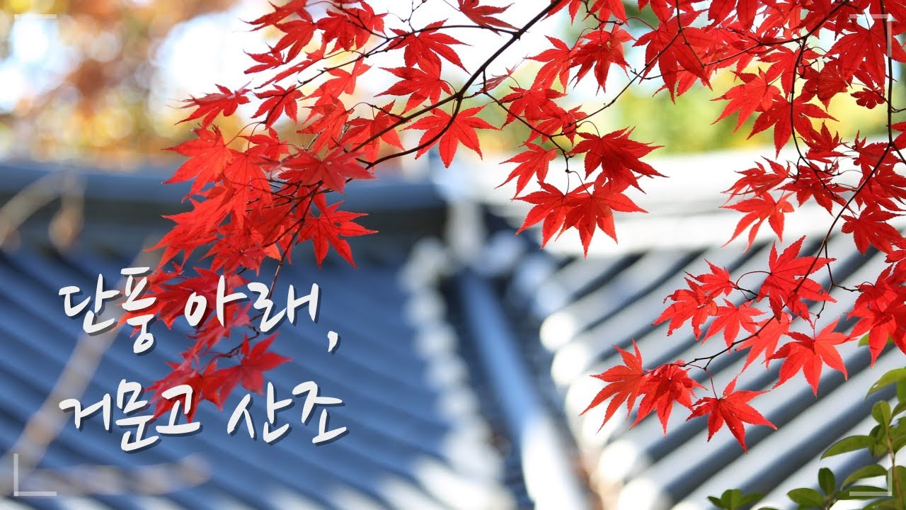 🍂🍁단풍 아래, 거문고 산조 (휴식/명상/힐링/자연) / Autumn Leaves / Relaxing Korean Traditional Music / Geomungo Sound