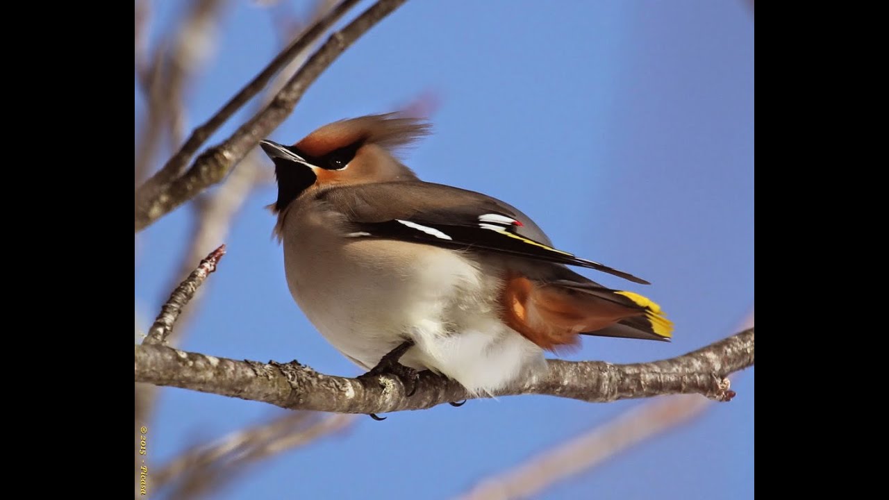 Lezing: Zee- en kustvogels  langs de Nederlandse kust, invasies en influxen