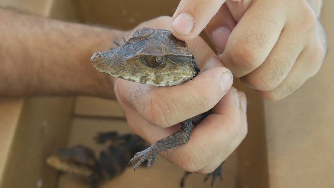 Unboxing My Cuvier's Dwarf Caimans