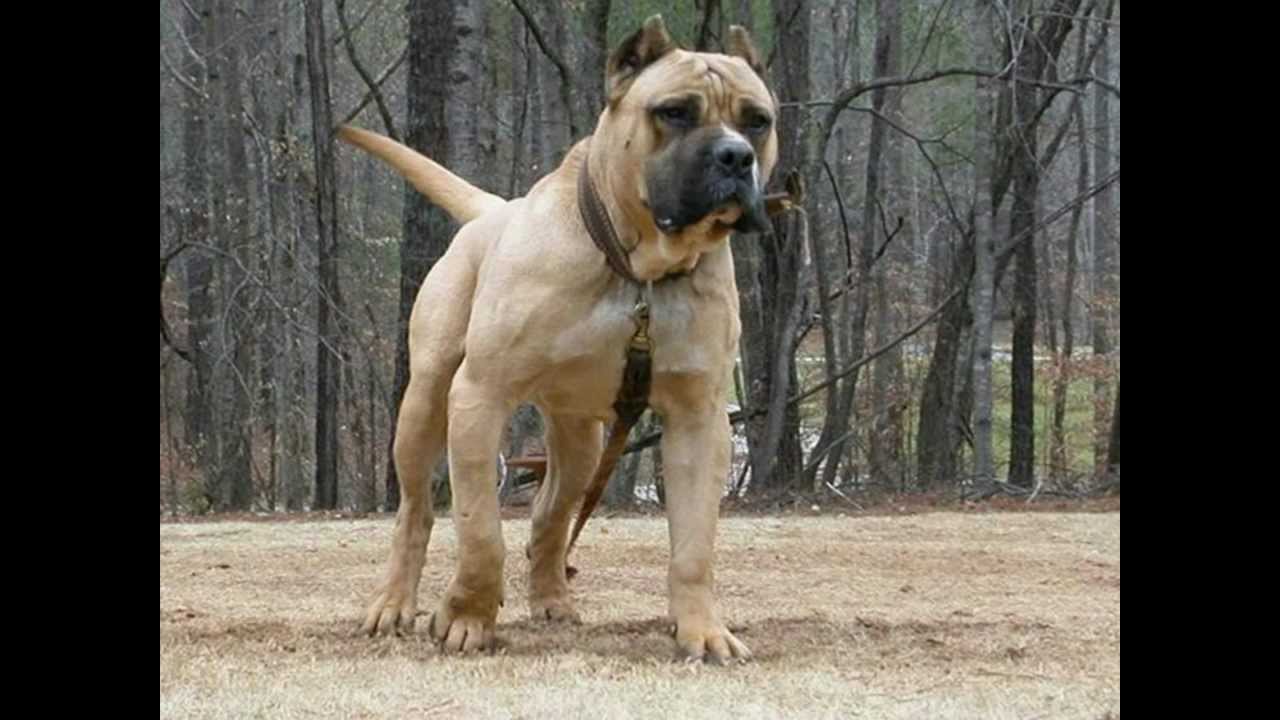 Top 10 Most Strongest Dogs Of The World [HD]