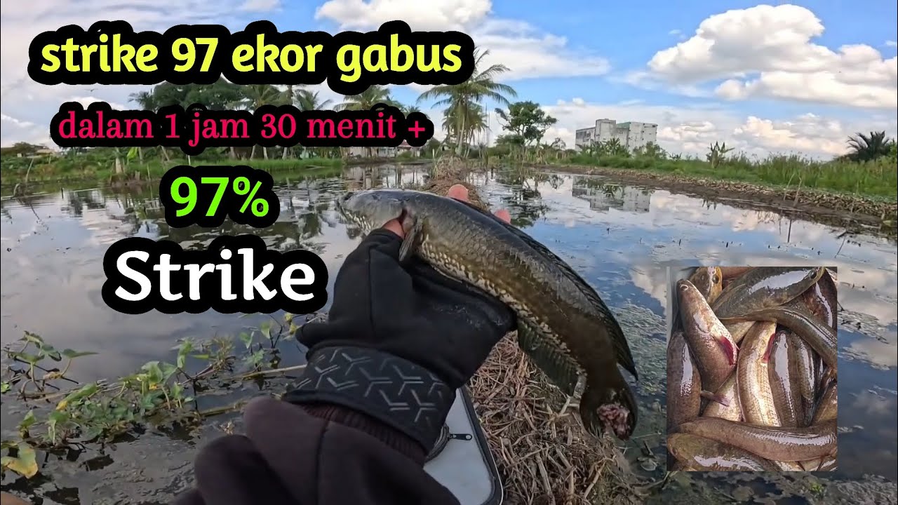 PECAH REKOR !!! STRIKE IKAN GABUS TERBANYAK DALAM 1 JAM 30 MENIT 😲 