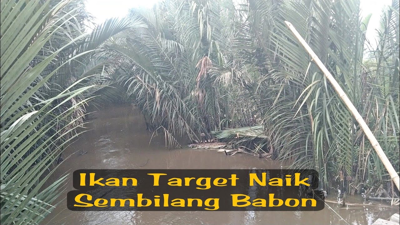 Mancing Ikan Sembilang besar