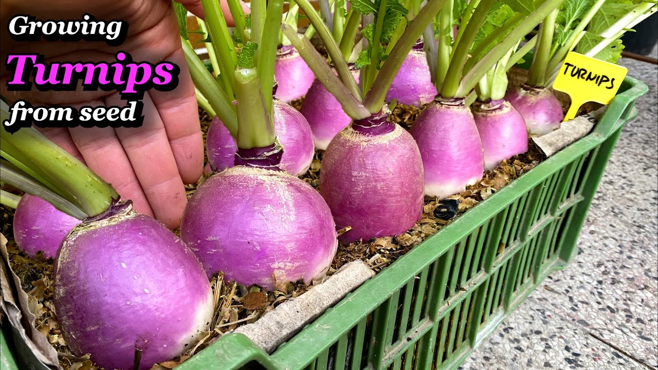 Growing Turnips from Seed to Harvest in Vegetable Box