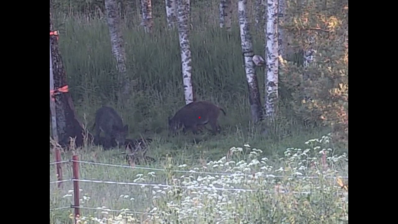 InfiRay TD50L wild boar Hunt 🐗
