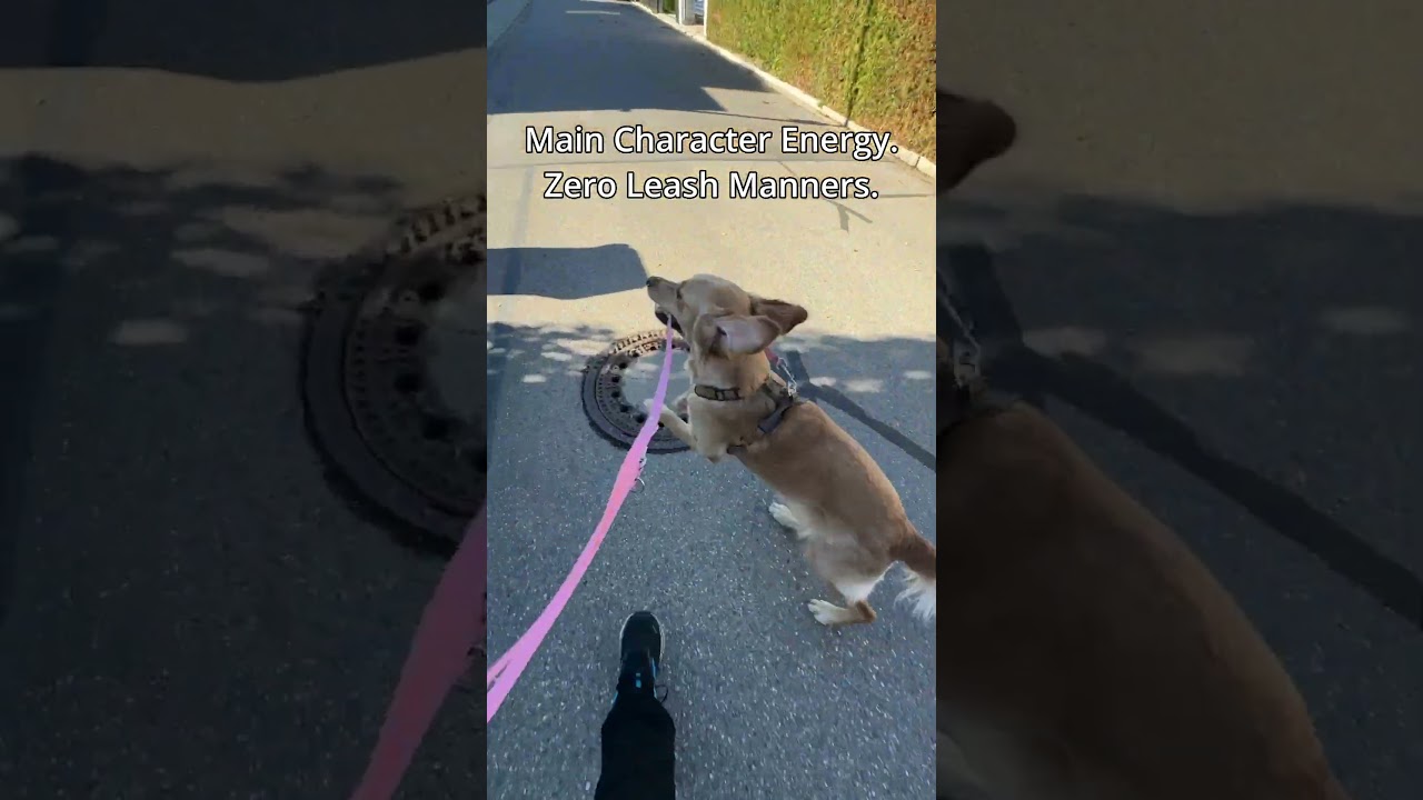 Main character energy. Zero leash manners.