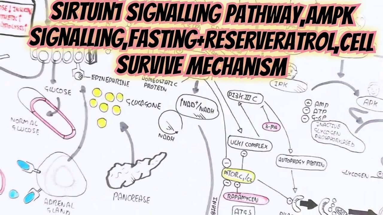 sirtuin1 signalling pathway,ampk signalling/fasting+reserveratrol/cell survive mechanism