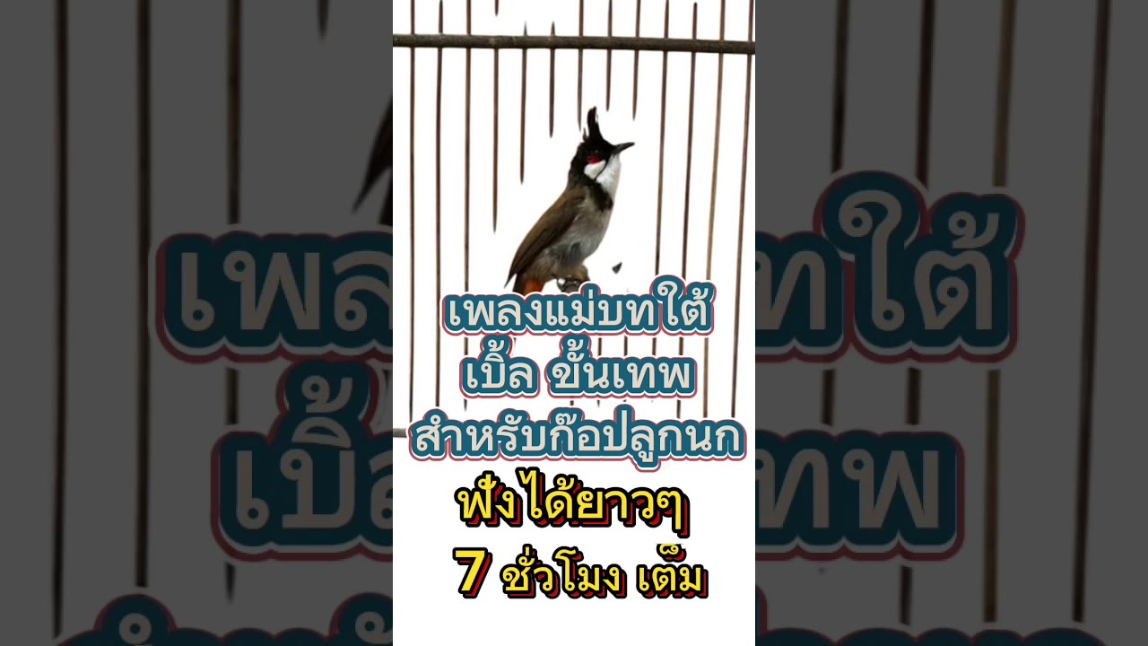 #นกกรงหัวจุกเบิ้ล #นกกรงหัวจุกเบิ้ลอาชีพ #นกกรงหัวจุก ก๊อปลูกนกติดง่าย