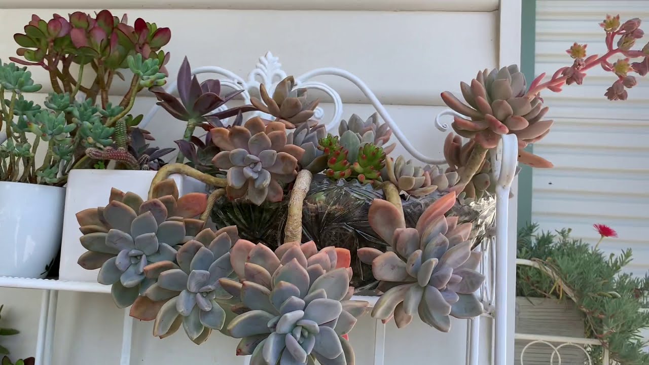 #Succulent the most beautiful and #easy to grow.