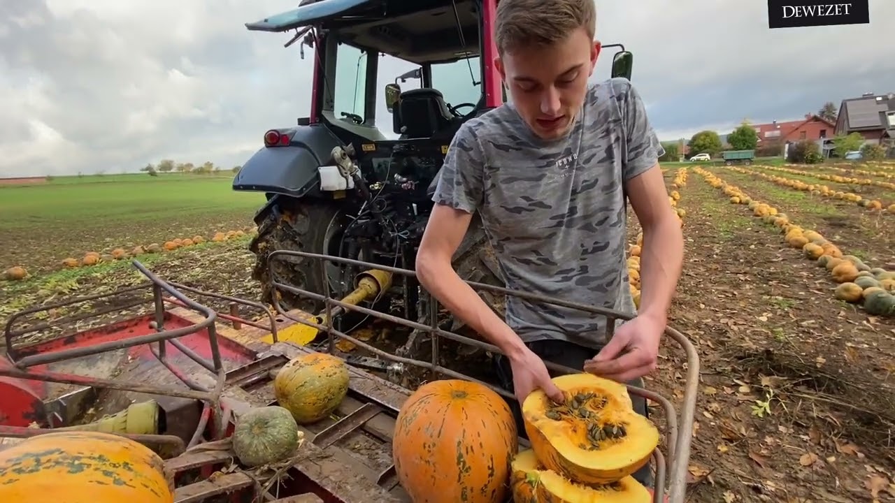 Kürbiskerne frisch vom Feld: So funktioniert die Ernte der speziellen Kürbisse!
