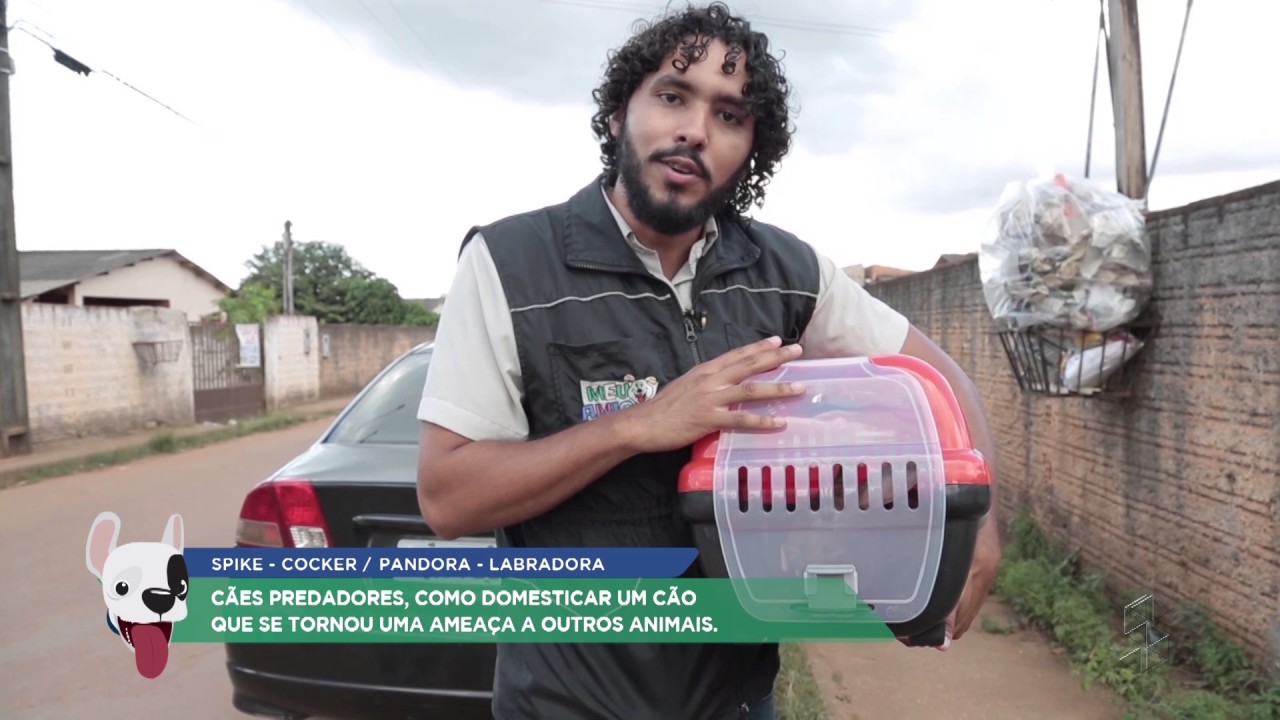 Spike e Pandora: veja dicas para ensinar seu cachorro a não perseguir e matar outros animais