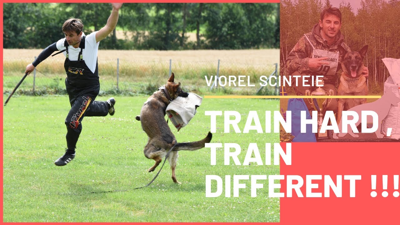 This is how to train a dog protection !!! Learn how to train a dog