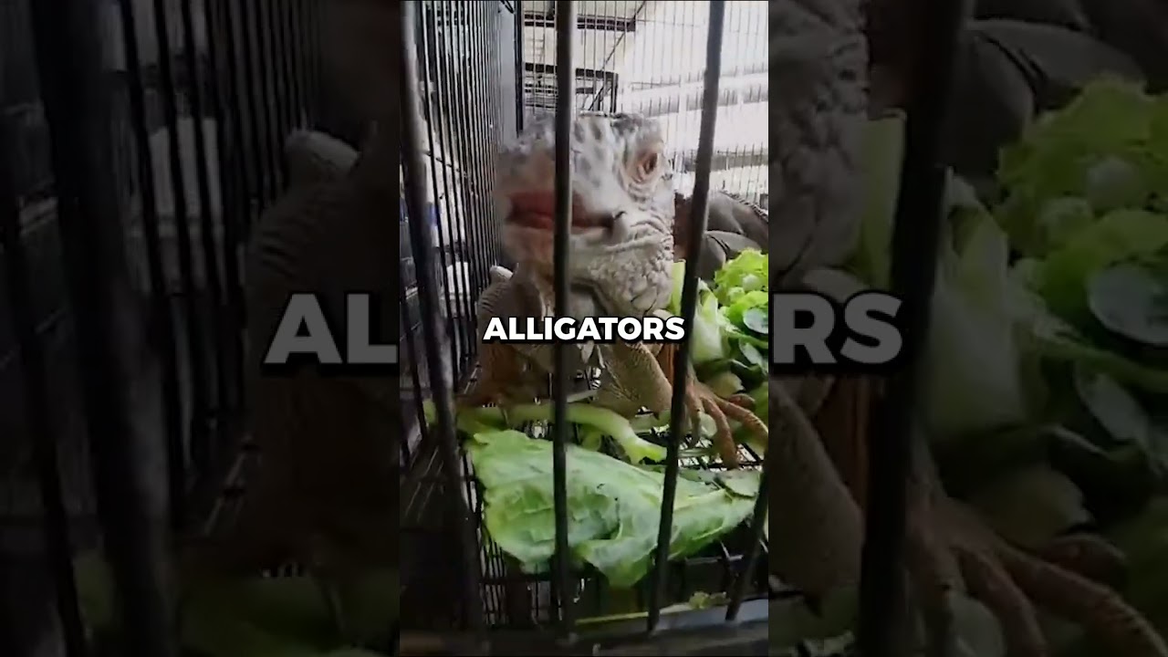 Buying $100 of ILLEGAL Animals From Bangkok Market 🦁 | #shorts #viral