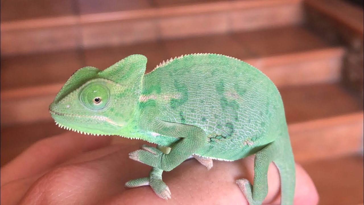 HO PRESO UN CAMALEONTE!