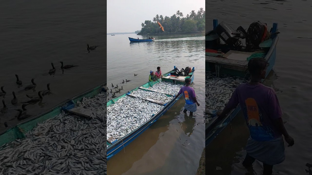 ഒരു തോണി നിറയെ മത്തി           #fishing #fisherman #seafishing #fish #shorts #casting 22.2.26