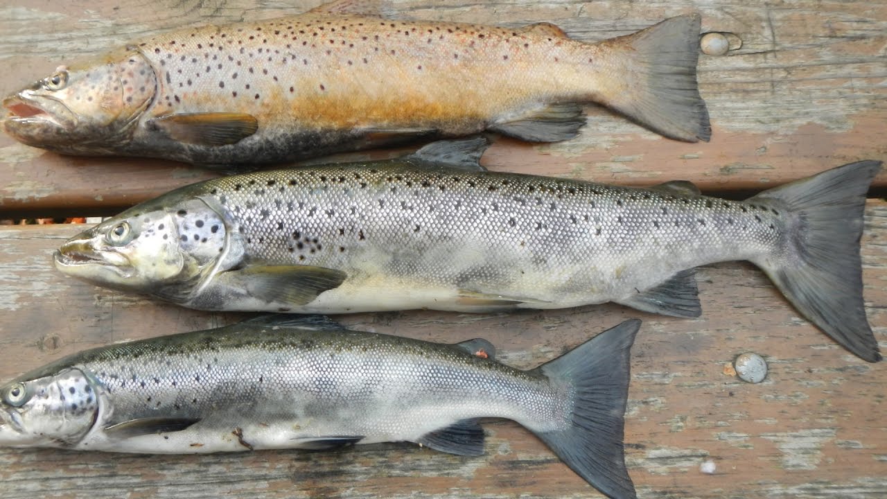 Bait Fishing #132 - Creek Fishing for Brown Trout, Rainbow Trout, and Atlantic Salmon