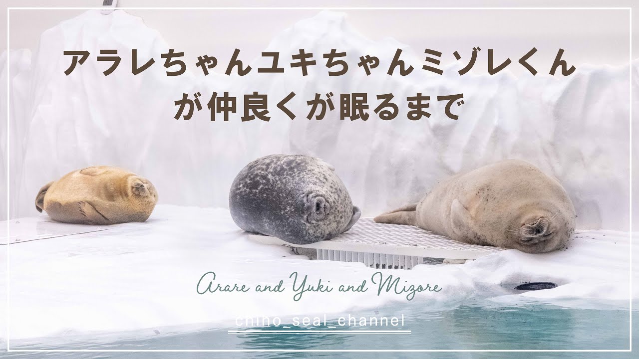 【まるすぎるアザラシ】 アラレちゃんユキちゃんミゾレくんが仲良くが眠るまで （Ringed seal / Arare and Yuki and Mizore）