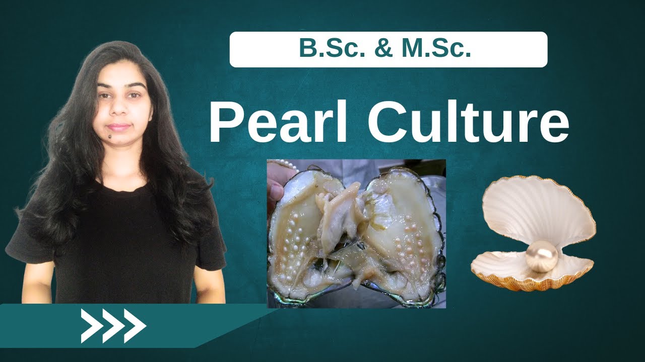 Pearl Culture || Steps || B. Sc. & M. Sc.
