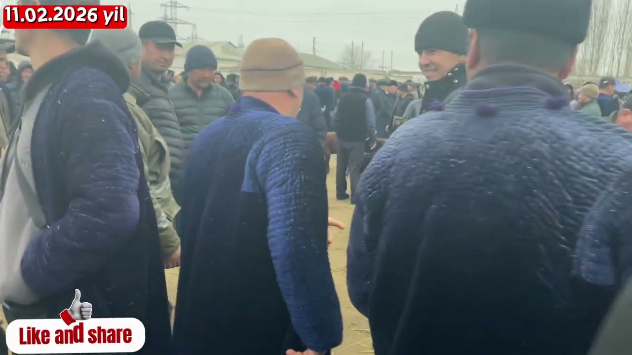 Zarbdor mol bozorida 4 ta tohli va 1 ta ena bola 100 ta qochqor narxlari bilan tanishing