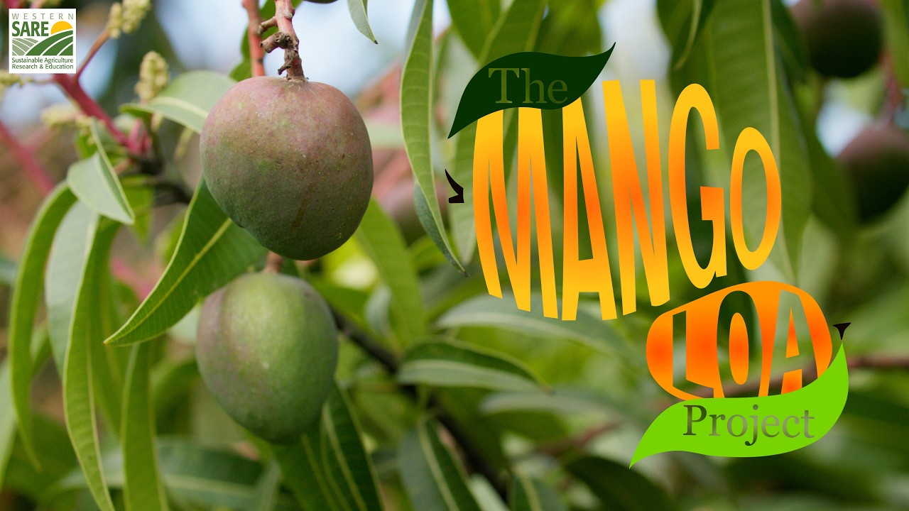 Trailer: The Mango Loa Project