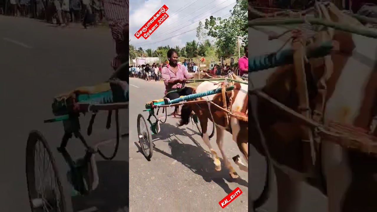 Serupalakadu_rekla_2023🏇🏇 #rekla_race_2022 #amutham_studio #rajstudio #panthayam #perai_raj_studio