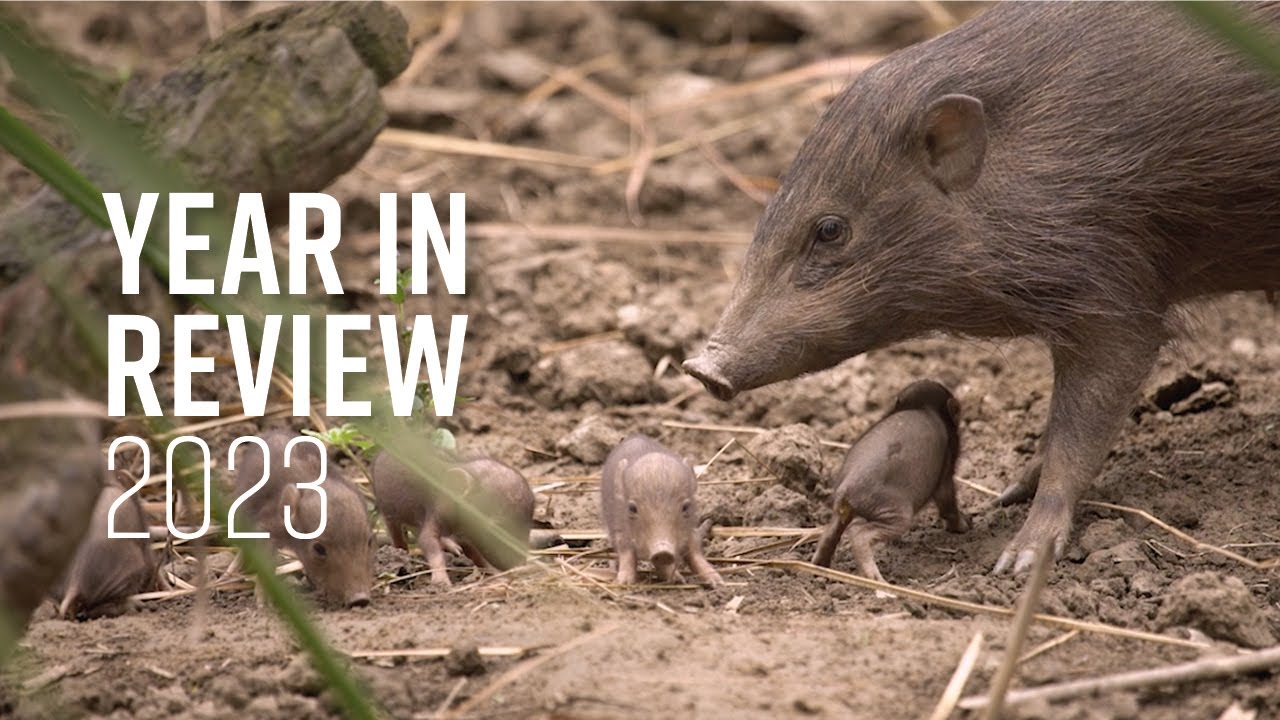 Durrell's Year in Review 2023